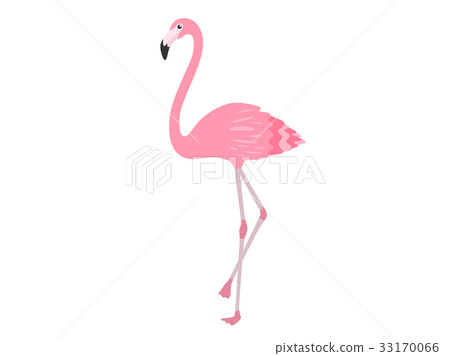 火烈鳥 33170066