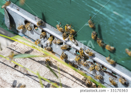 The bee hive is shot close-up in the summer on an  33170363