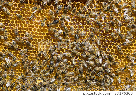 The bee hive is shot close-up in the summer on an The bee hive is shot close-up in the summer on an 33170366