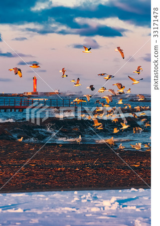 Birds over the sea Birds over the sea 33171478