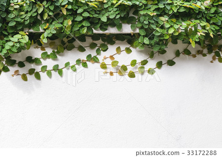 creeper plant on wall 33172288