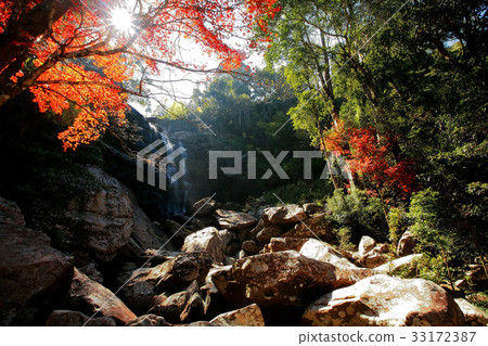 Waterfall with red maple tree at Phu Kradueng 33172387