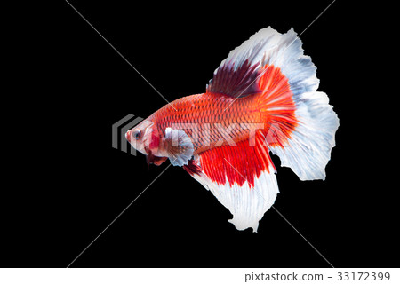 White and Red fighting fish on black background 33172399