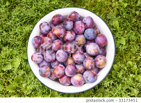 plums in bowl 33173451