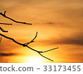Branches with the sun (silhouette) 33173455