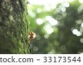 Cicada shell 33173544