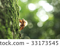 Cicada shell 33173545