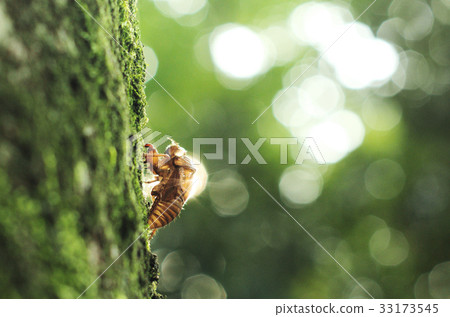 Cicada shell Cicada shell 33173545