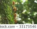 Cicada shell 33173546