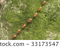 March of the shell of a semi 33173547
