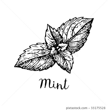 Ink sketch of mint. 33175528