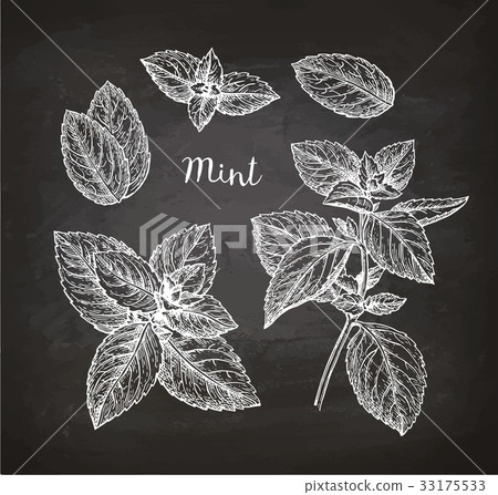 Chalk sketch of mint 33175533