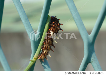 麝香燕尾毛蟲 33176076