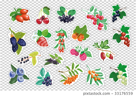 Large set of berries. vector isolated 33176559