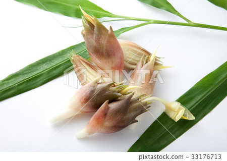 Myoga freshly picked 33176713