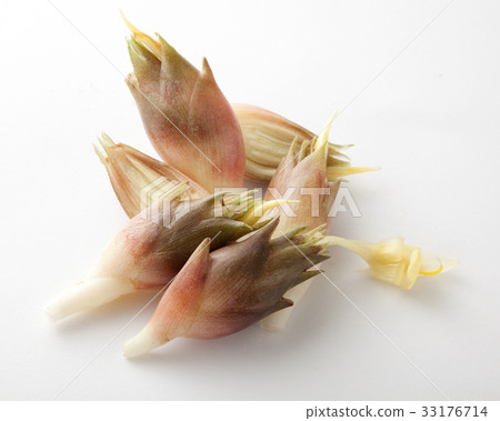 Myoga freshly picked 33176714