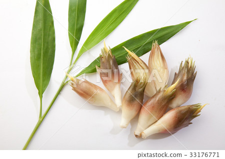 Myoga新鮮採摘 33176771