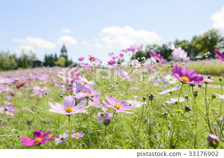 Cosmos on one side Cosmos on one side 33176902