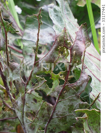 Purple cabbage bug eating leaf 33177441