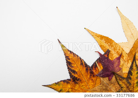 Colorful autumn leaves background Colorful autumn leaves background 33177686