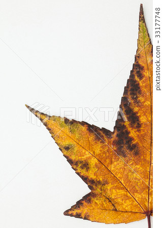 Autumn colored Liquidambar styraciflua leaf Autumn colored Liquidambar styraciflua leaf 33177748