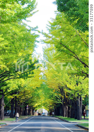 Ginkgo trees in Hokkaido University 33177899