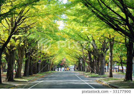 Ginkgo trees in Hokkaido University 33177900
