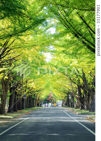 北海道大學的銀杏樹 北海道大學的銀杏樹 33177901