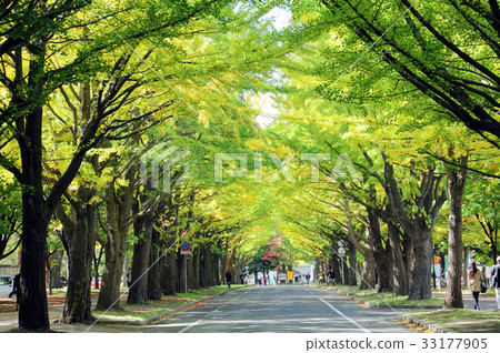 北海道大學的銀杏樹 33177905