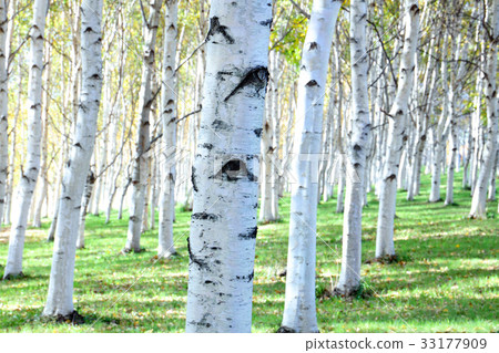 White birch White birch 33177909