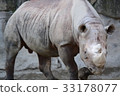Rhino 33178077