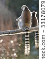 Wolverine lemur 33178079