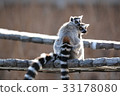 Parent and child of the western lemur 33178080