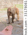Monkey aiming for food 33178081