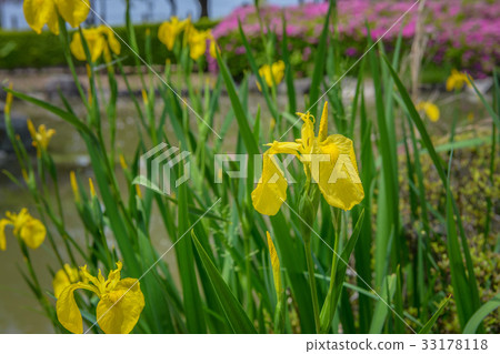 Yellow irises of the waterside 33178118