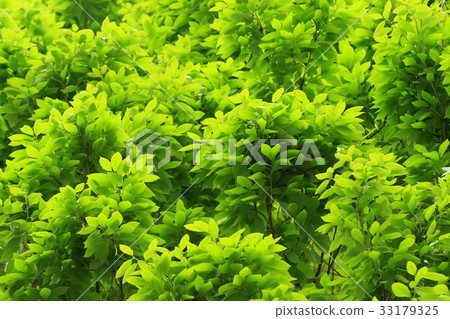 Nature plants Quercus, late April. The green of the young leaves that came out neatly 33179325
