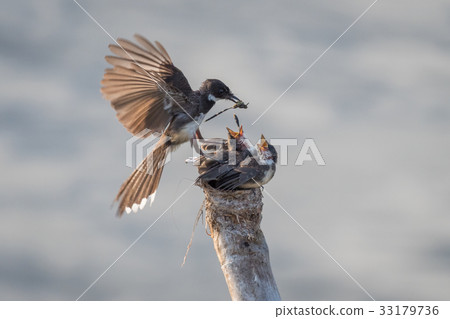 Pied Fantail feeding her babies on the nest. 33179736