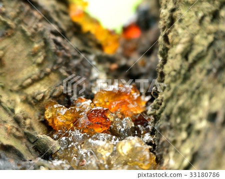 Forest jewelry 33180786