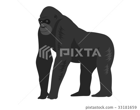 Gorilla Gorilla 33181659