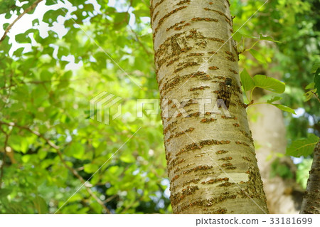 Abrasemi 3 of the forest Abrasemi 3 of the forest 33181699