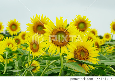 sunflower	 33181707