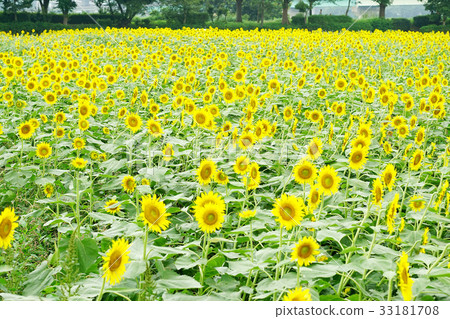 sunflower sunflower 33181708