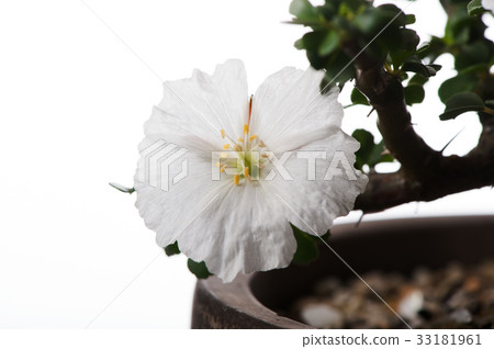 Saruko Kauron Saruko Kauron 33181961