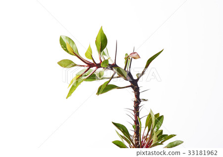 叉區 叉區 33181962