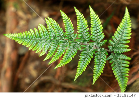 Young leaf of fern 33182147