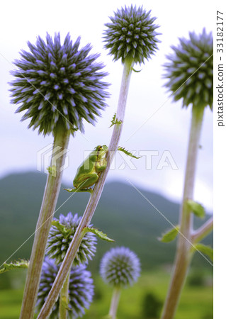 Higo Thai tree frog Botanic hills Hiwacho Mikawachi 33182177