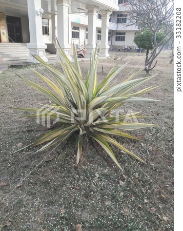 Agave sisalana Perr. in the garden Agave sisalana Perr. in the garden 33182208