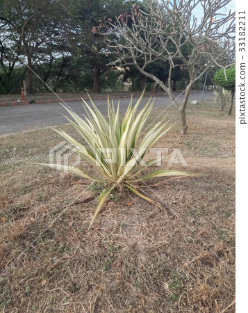 Agave sisalana Perr. in the garden Agave sisalana Perr. in the garden 33182211