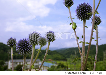 Higo Thai Frog Bohibony Hill Hiwacho Mikawachi Higo Thai Frog Bohibony Hill Hiwacho Mikawachi 33182303