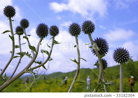 Higo Thailand The hills with botanical flowers Hiwacho Mikawachi Higo Thailand The hills with botanical flowers Hiwacho Mikawachi 33182304